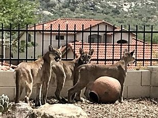 202010-211 Mountain lions displaced by the fire