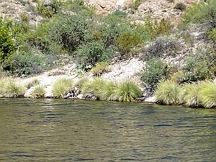 202109-001 Bighorn at Canyon Lake