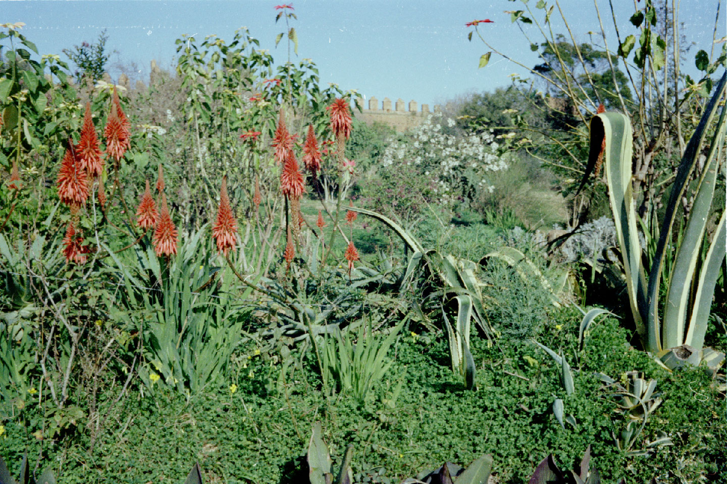 01-11.jpg, Rabat - Chellah