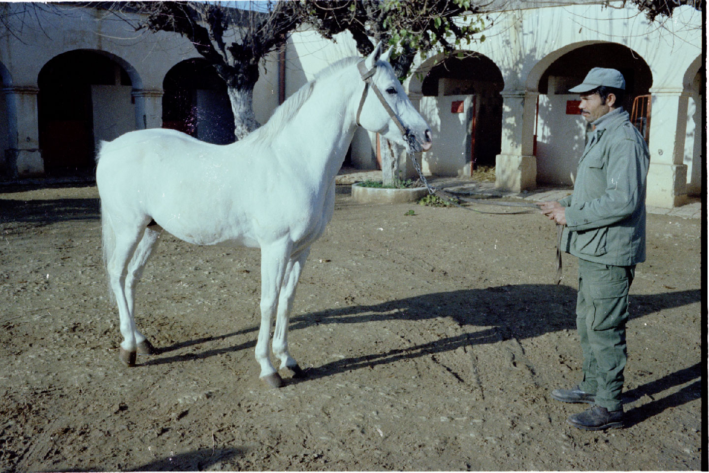 01-22.jpg, Meknes - stud farm