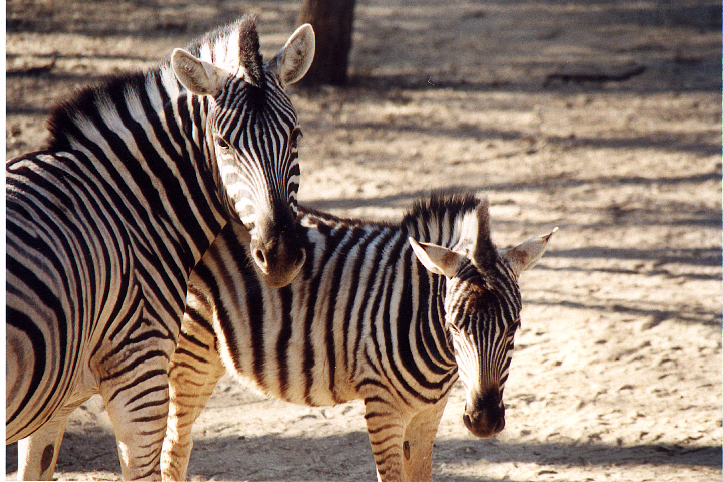 011.jpg, Epako Game Lodge