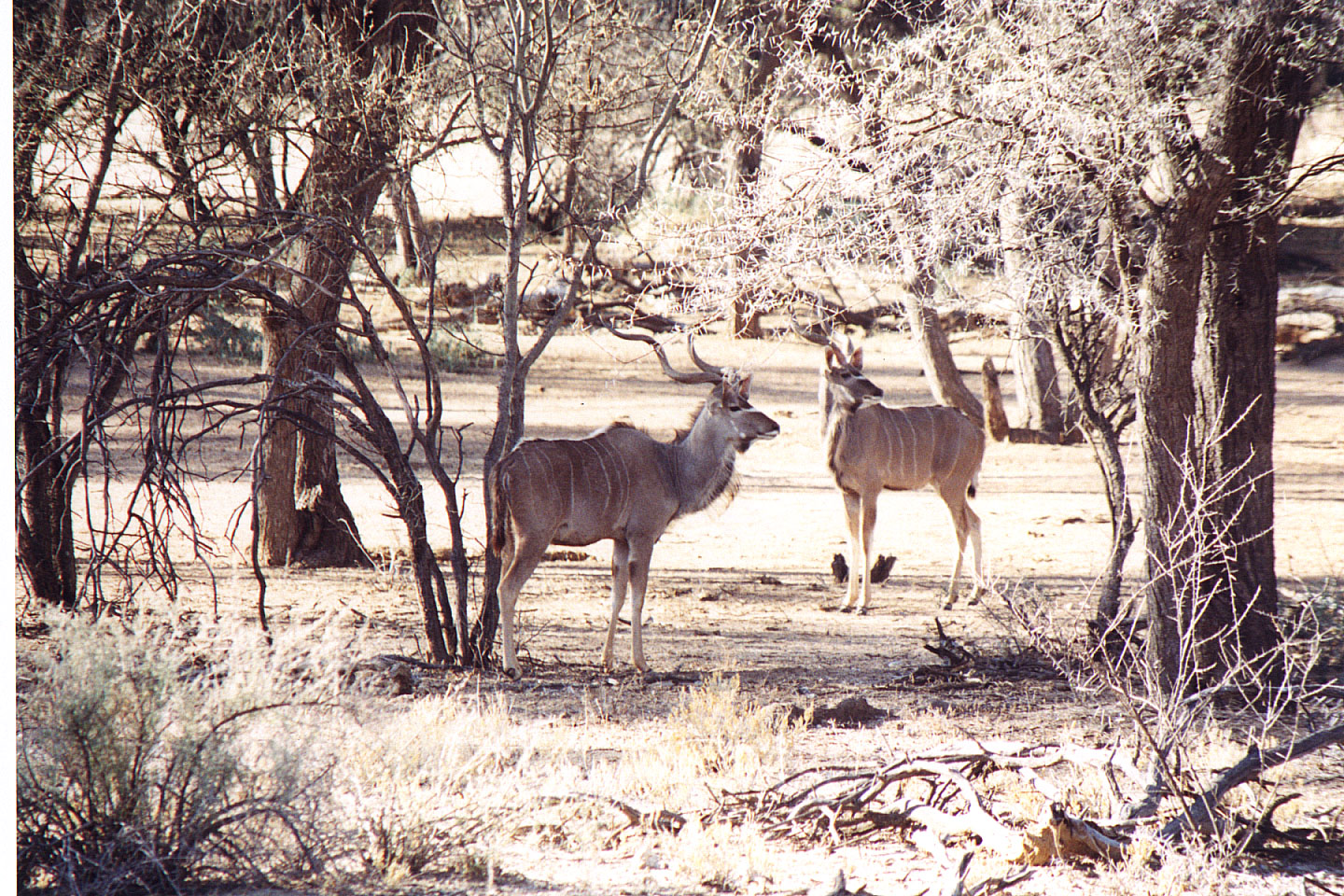 015.jpg, Epako Game Lodge