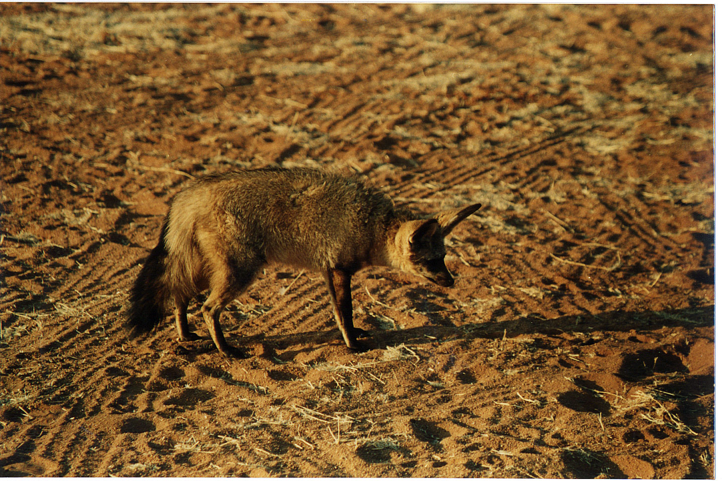 135.jpg, "Batman" bat-eared fox
Kaross Guest Farm