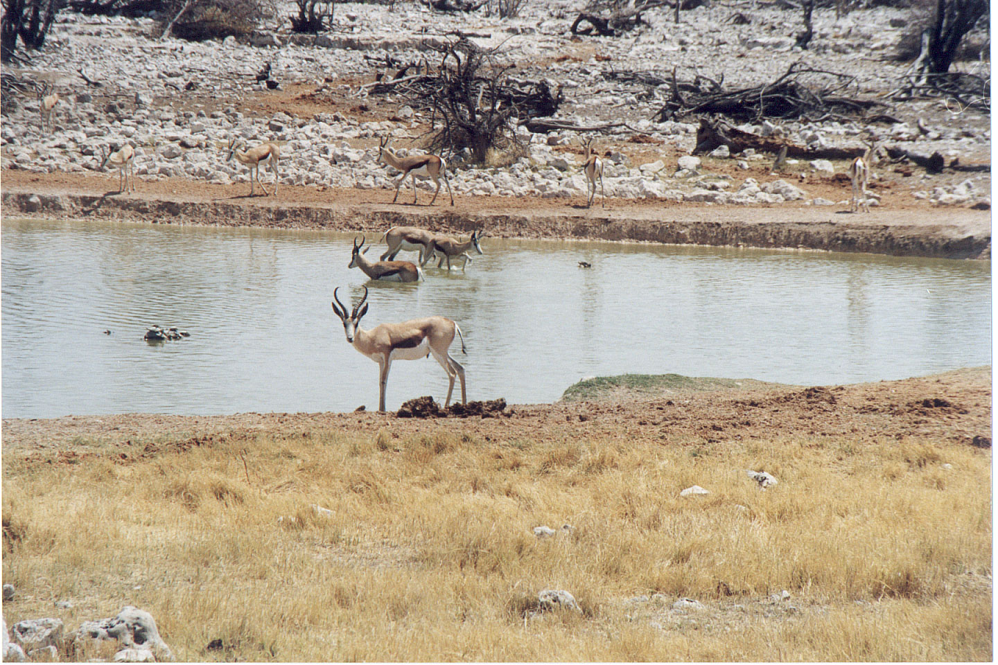 148.jpg, Etosha National Park