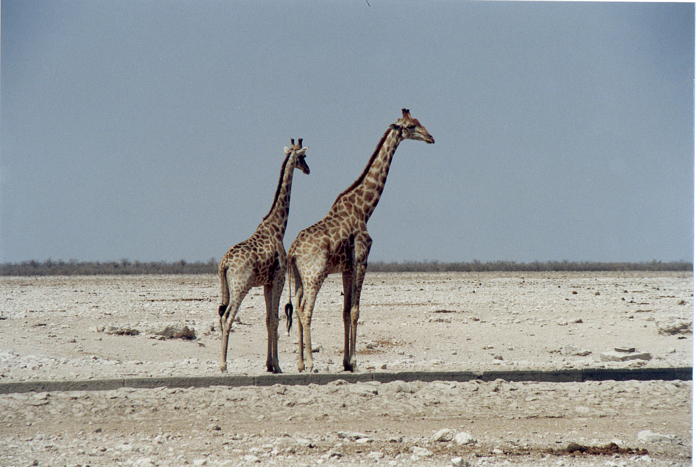 159.jpg, Etosha National Park