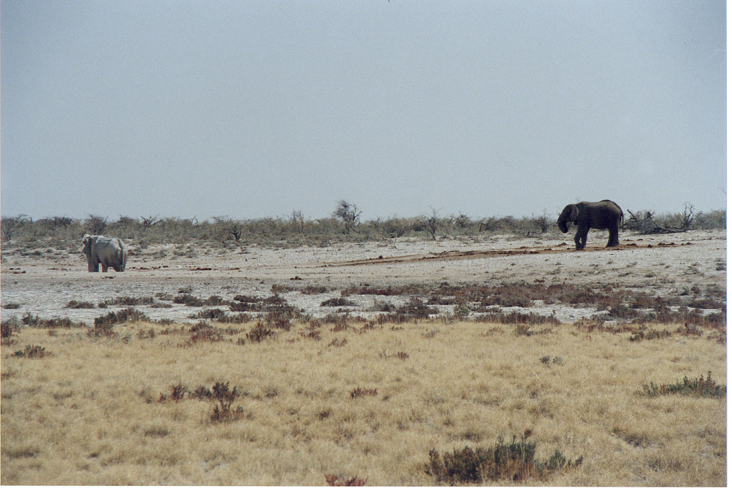 164.jpg, Etosha National Park