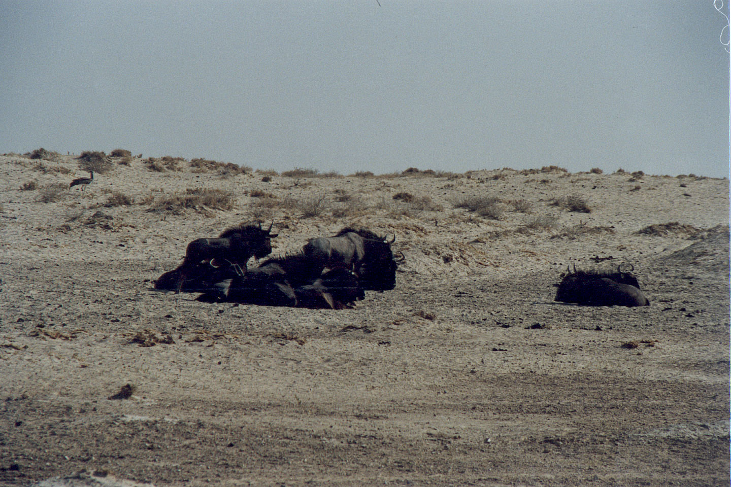 173.jpg, Etosha National Park