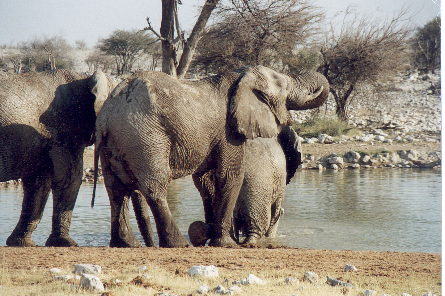 177.jpg, Etosha National Park