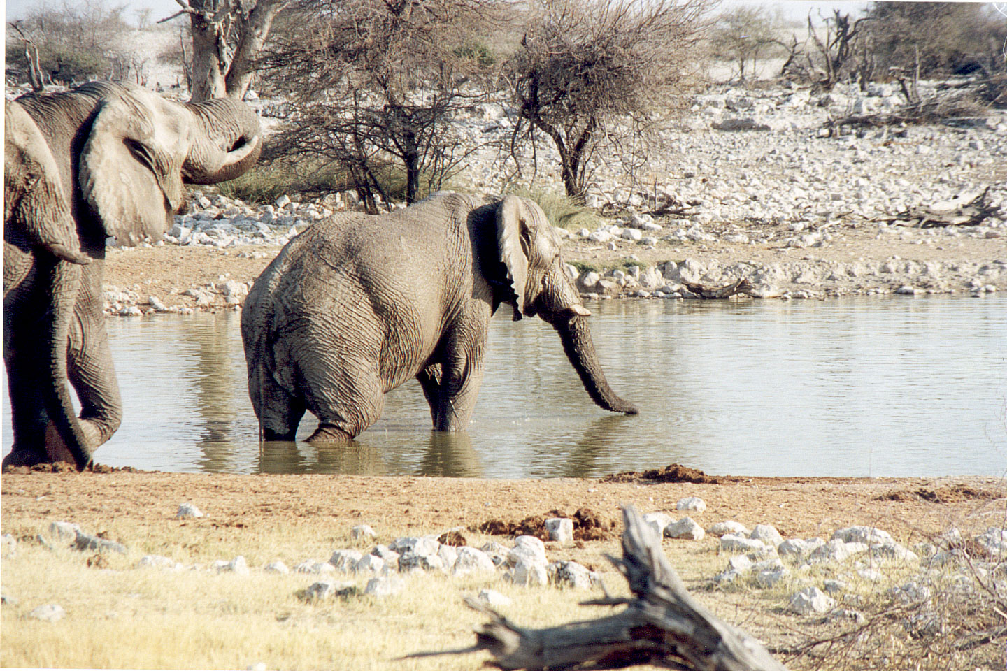 179.jpg, Etosha National Park