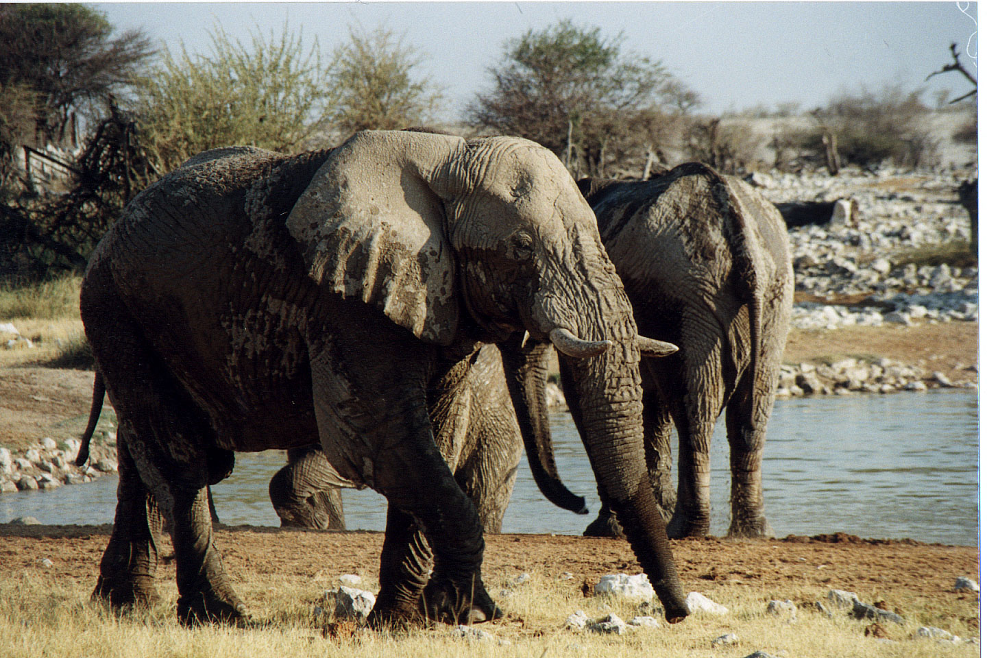 181.jpg, Etosha National Park