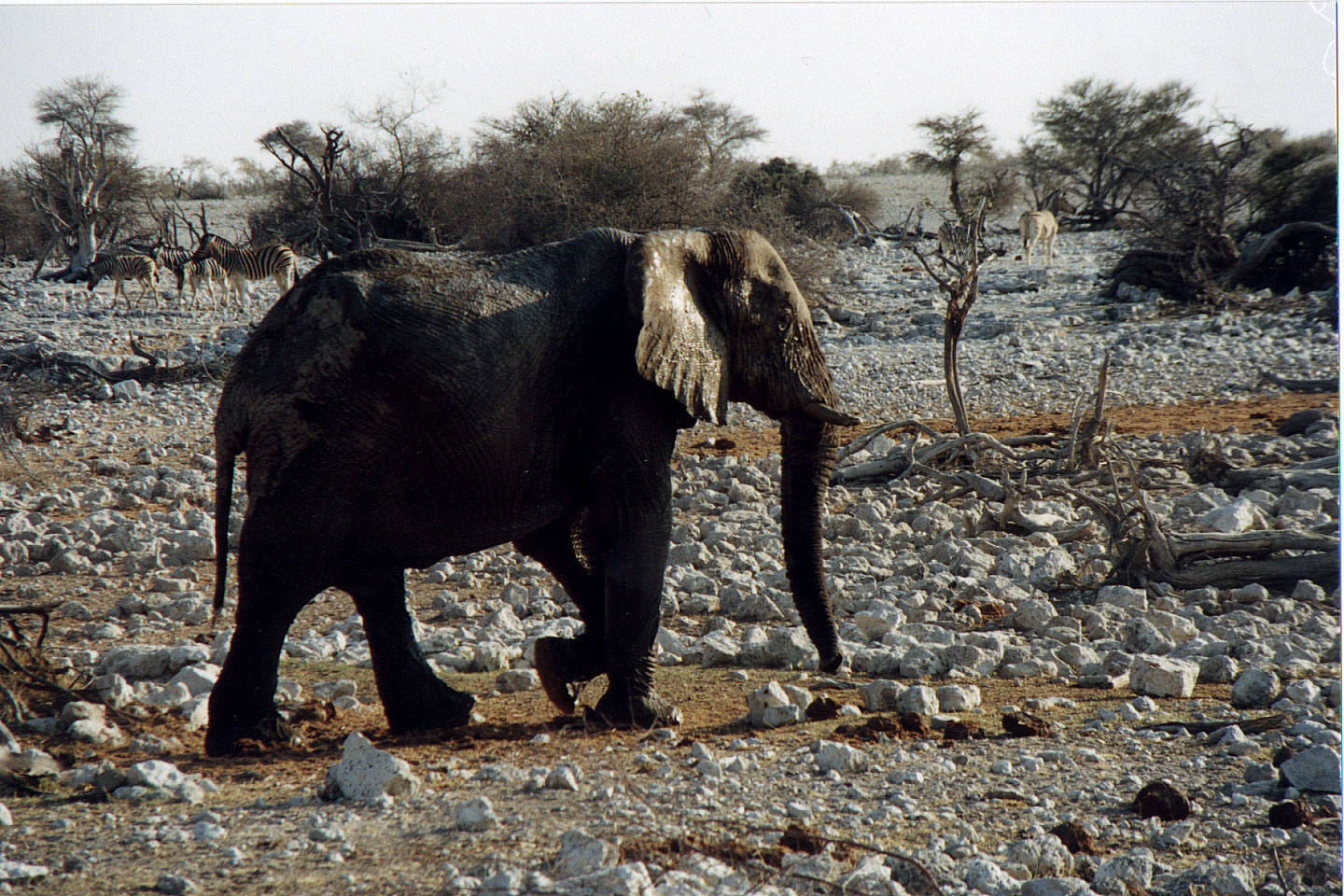 182.jpg, Etosha National Park