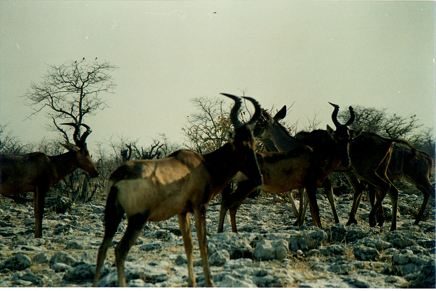 183.jpg, Etosha National Park