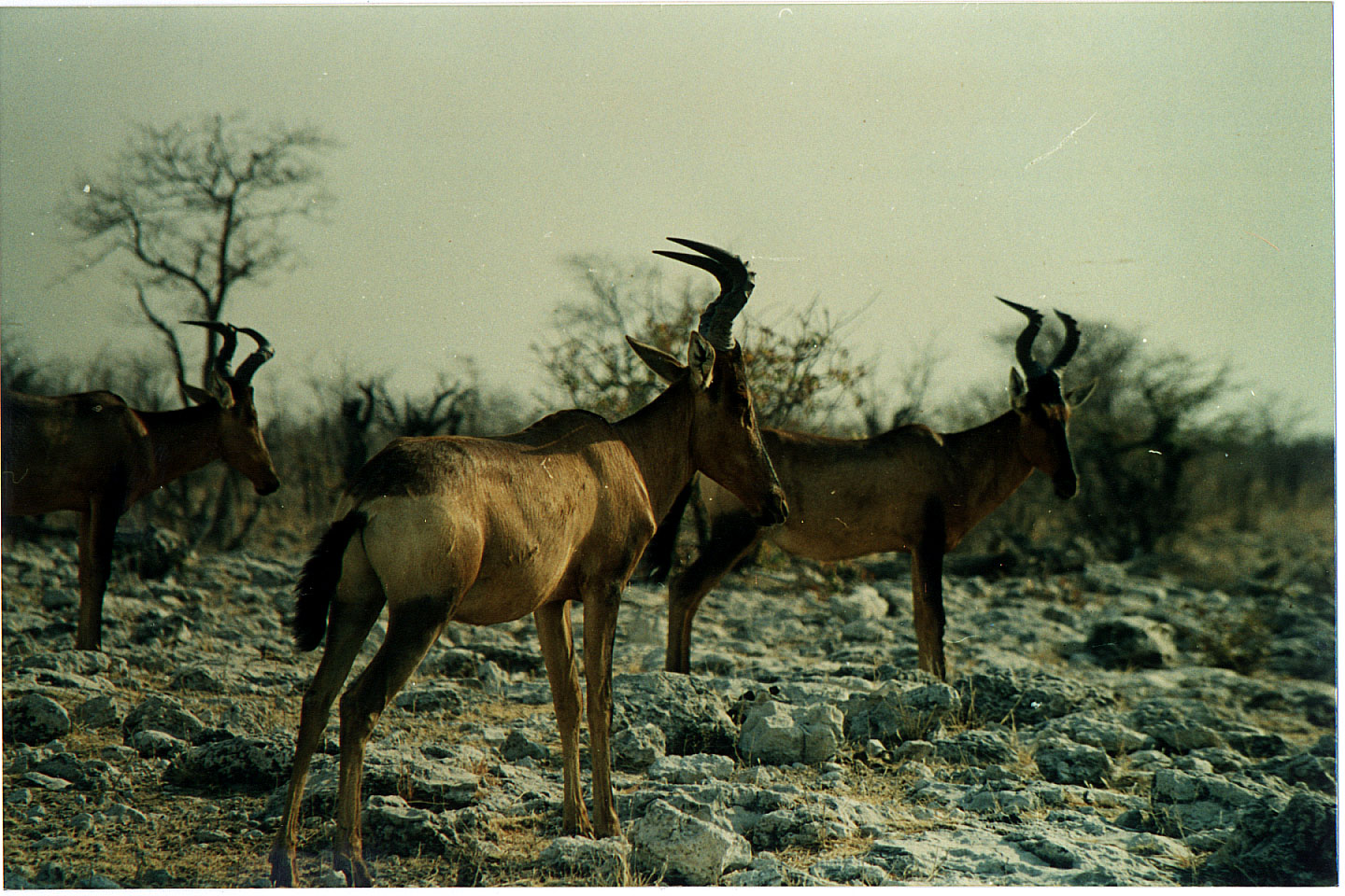 184.jpg, Etosha National Park