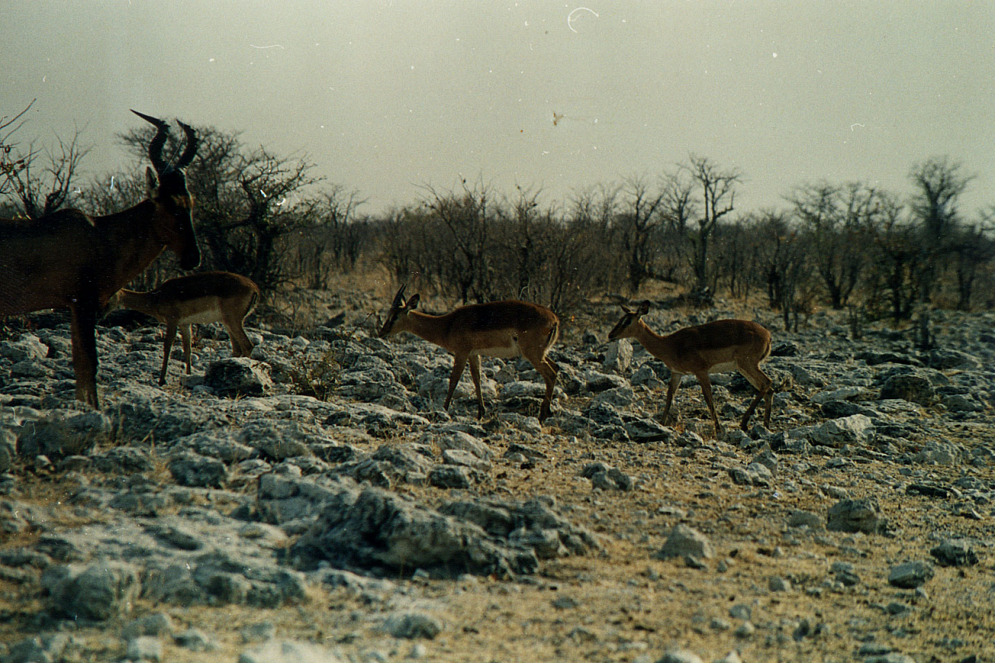 185.jpg, Etosha National Park