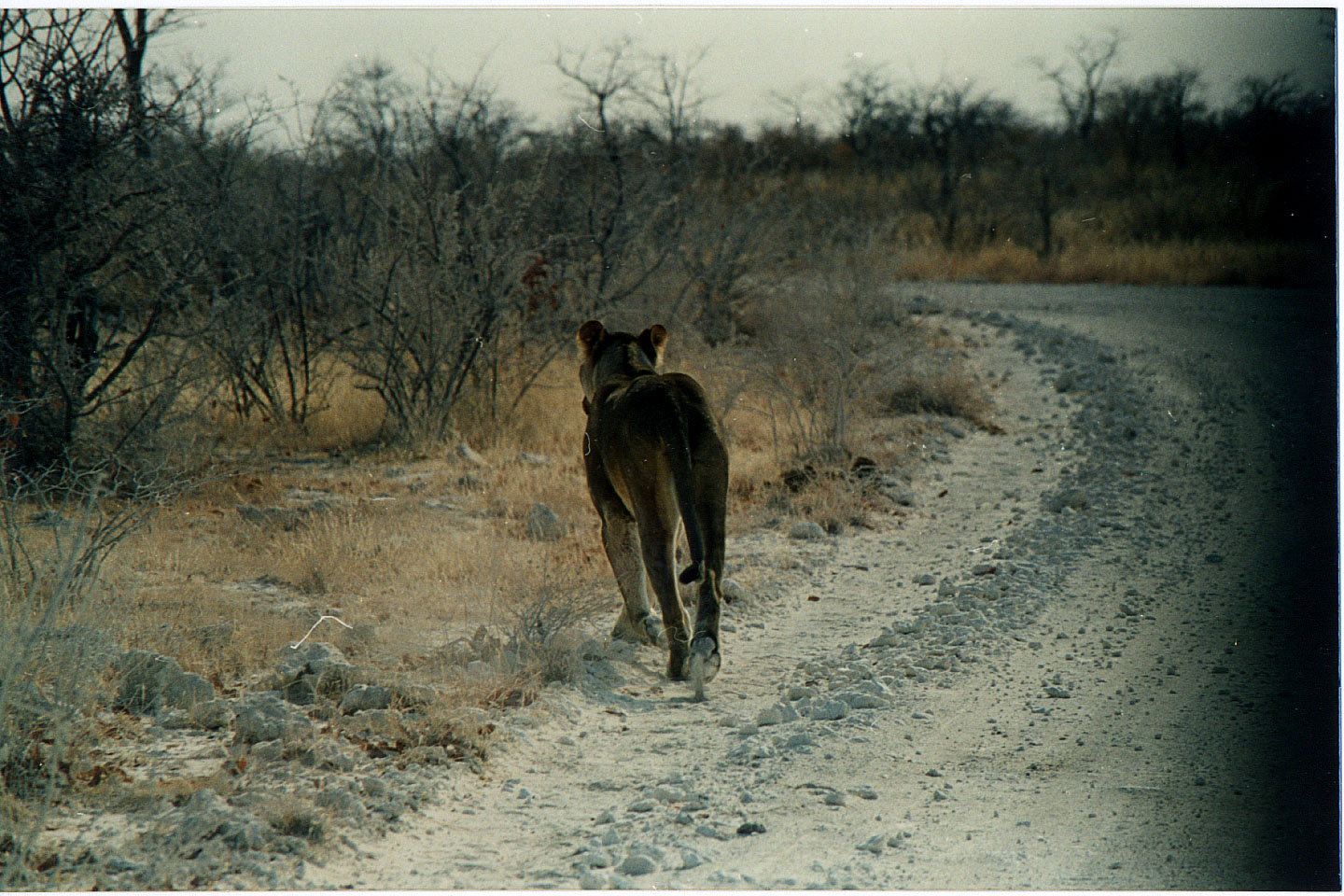 186.jpg, Etosha National Park