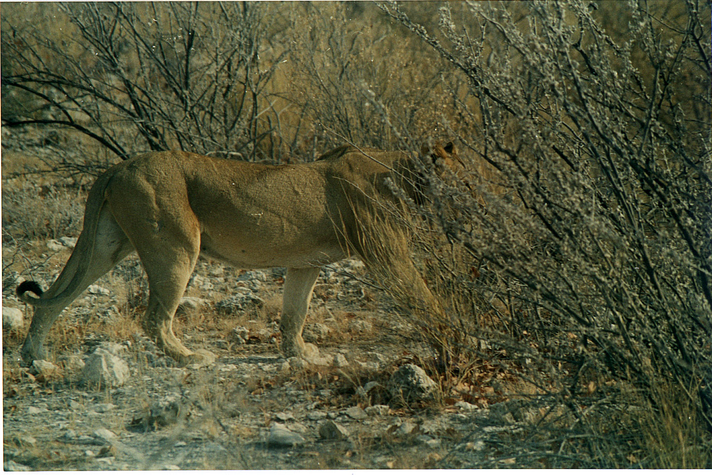 187.jpg, Etosha National Park