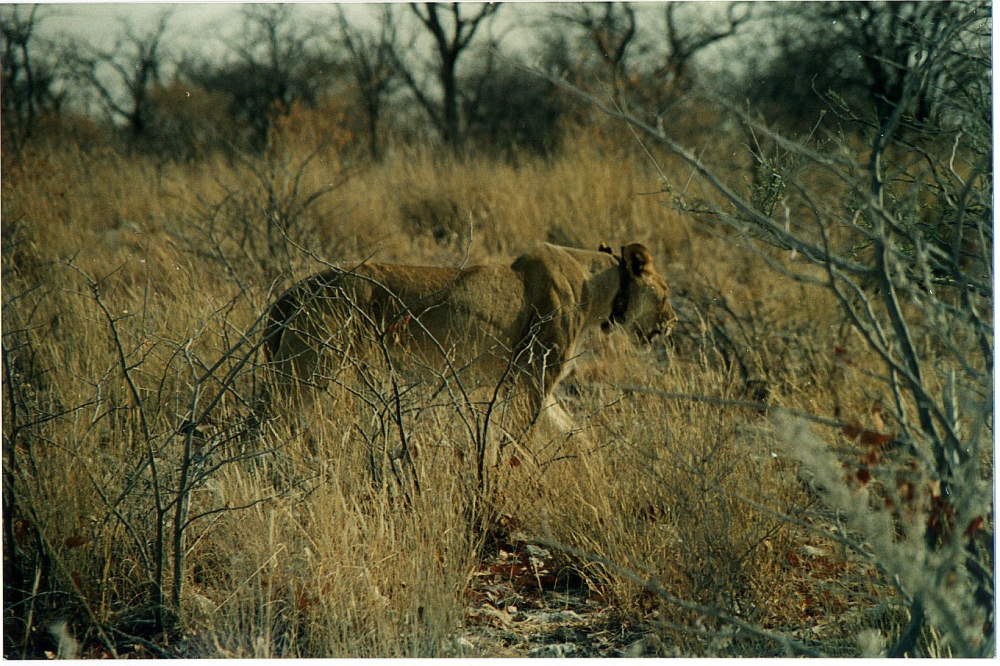 188.jpg, Etosha National Park