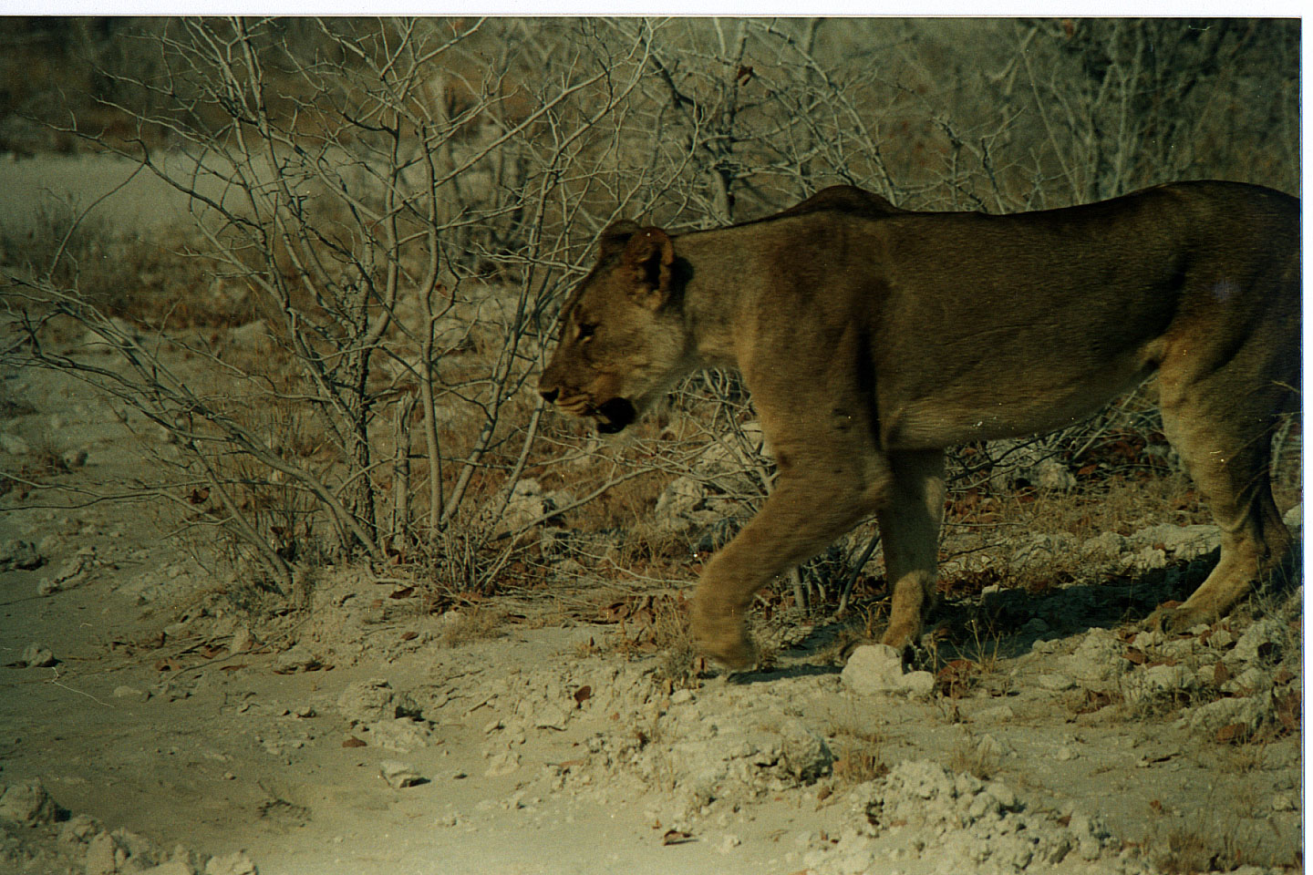 189.jpg, Etosha National Park