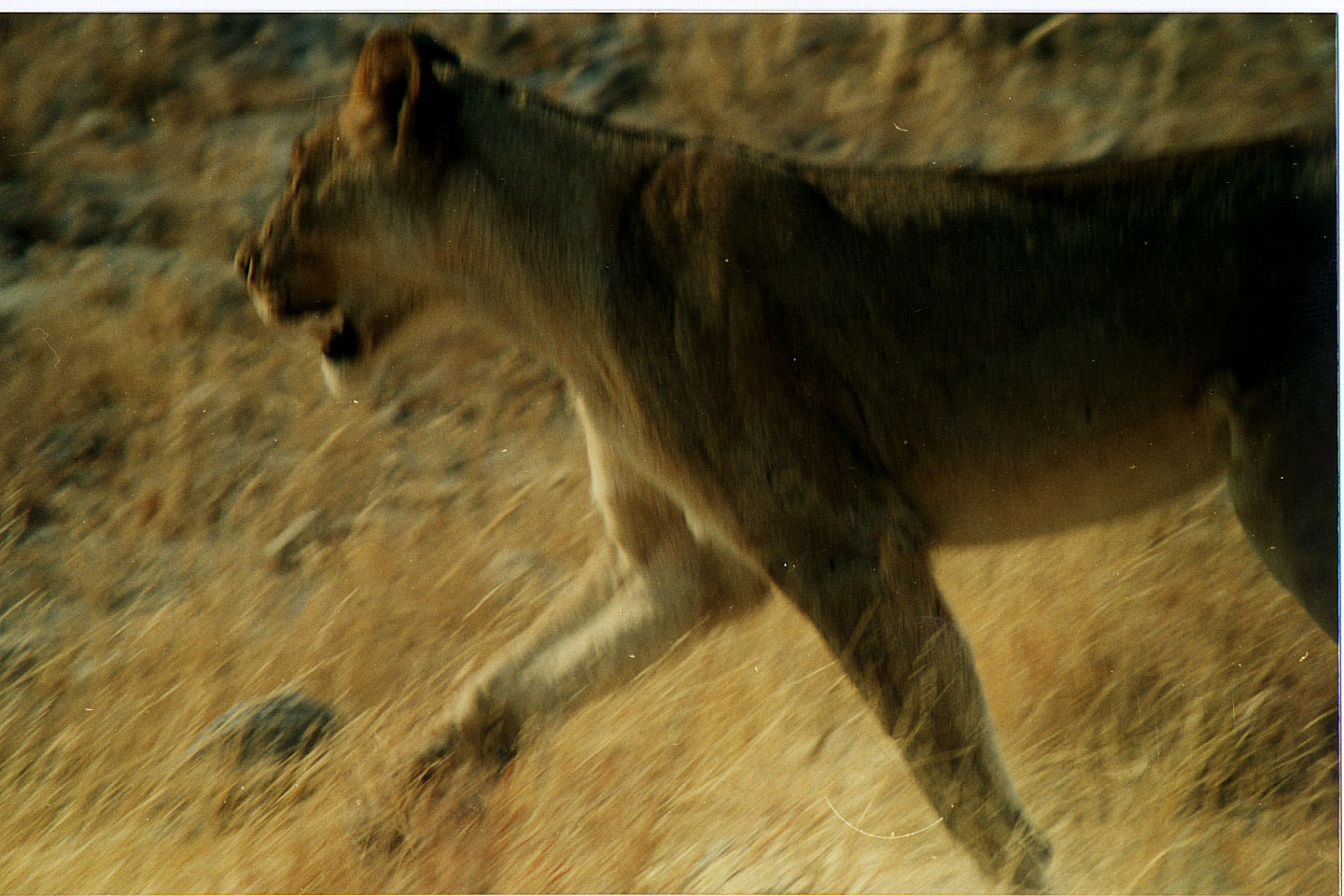 190.jpg, Etosha National Park