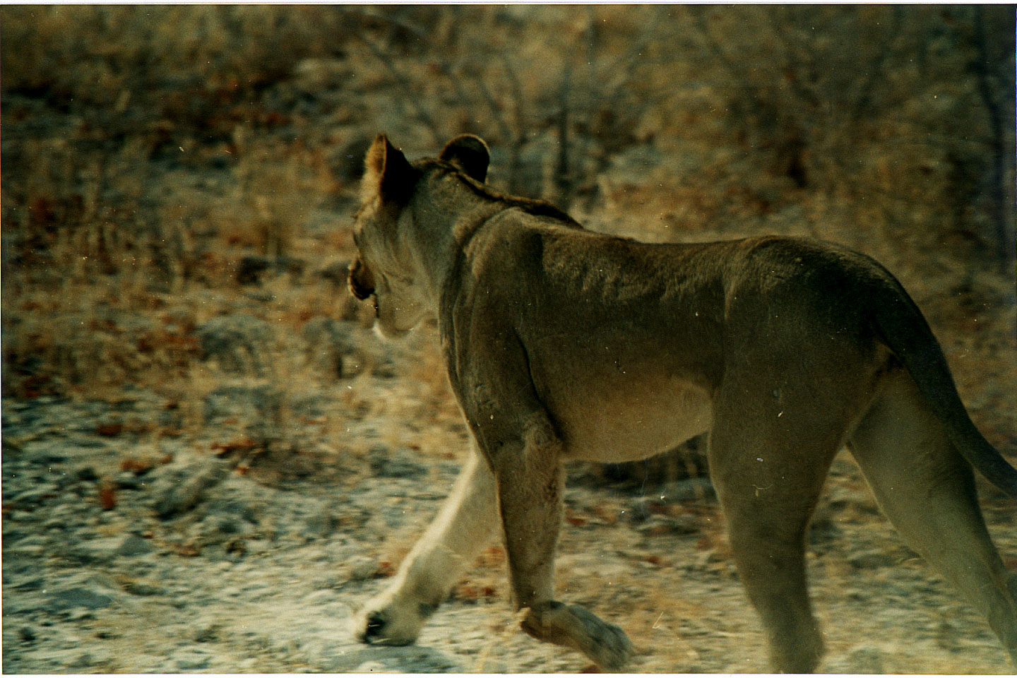 191.jpg, Etosha National Park