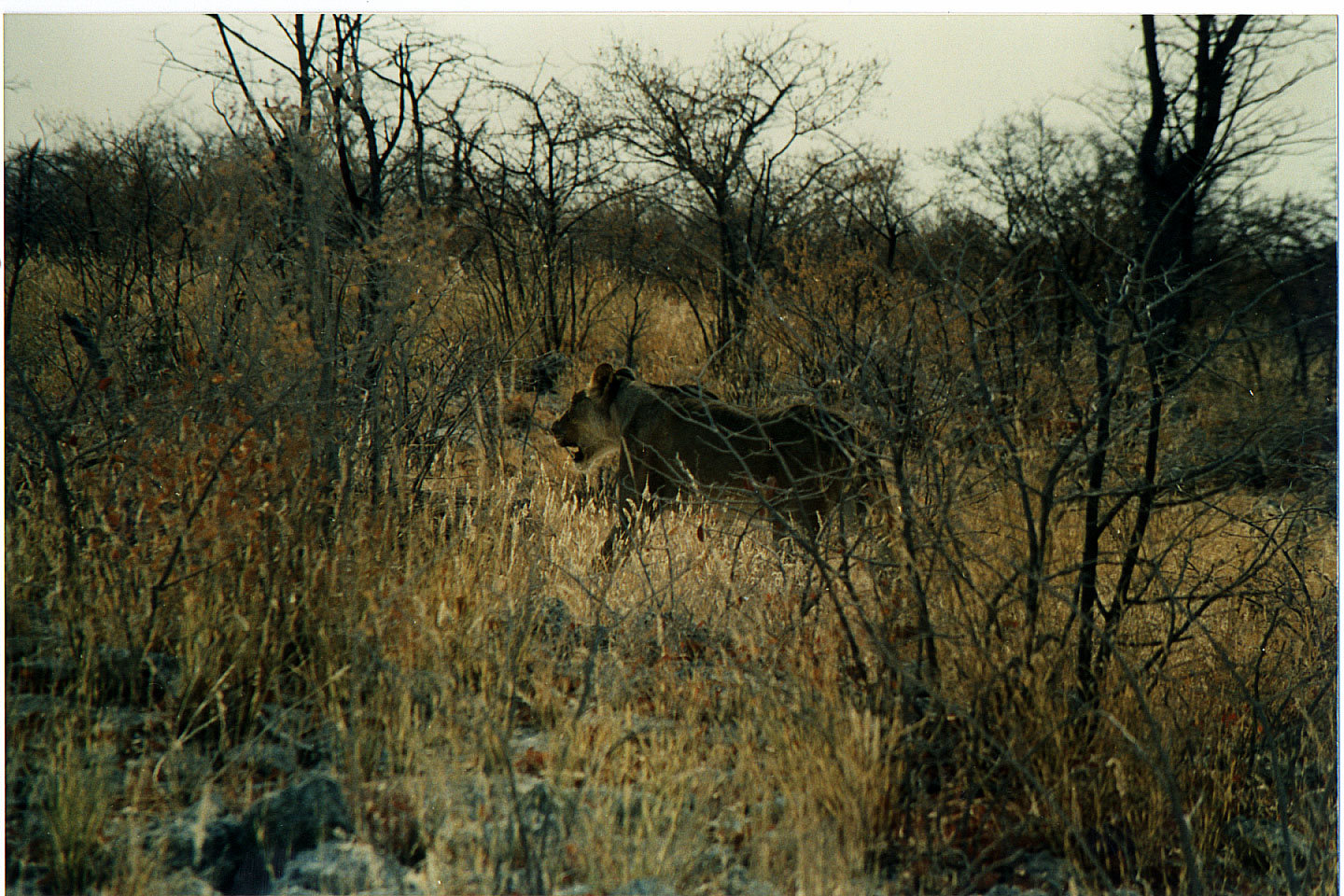 192.jpg, Etosha National Park