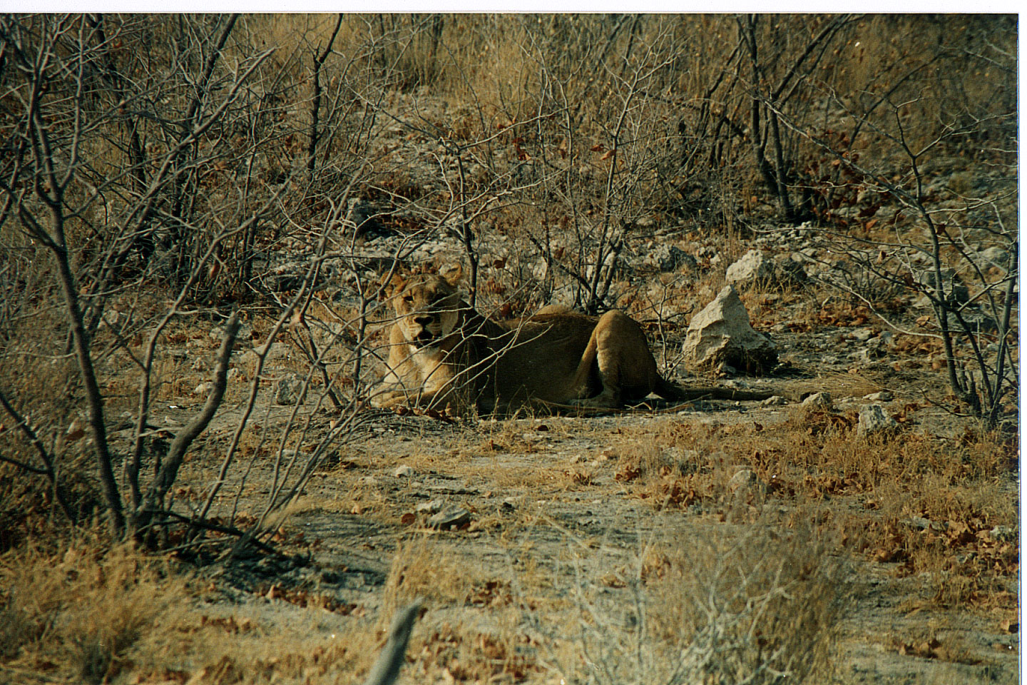 193.jpg, Etosha National Park