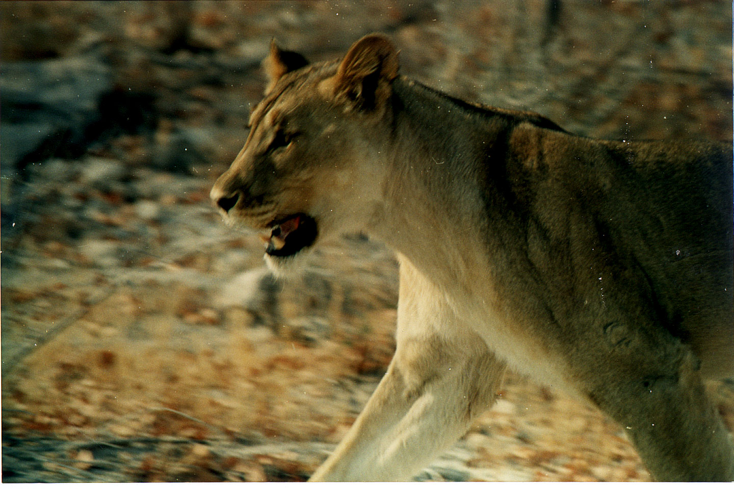 195.jpg, Etosha National Park