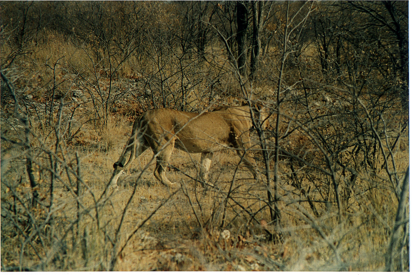 196.jpg, Etosha National Park