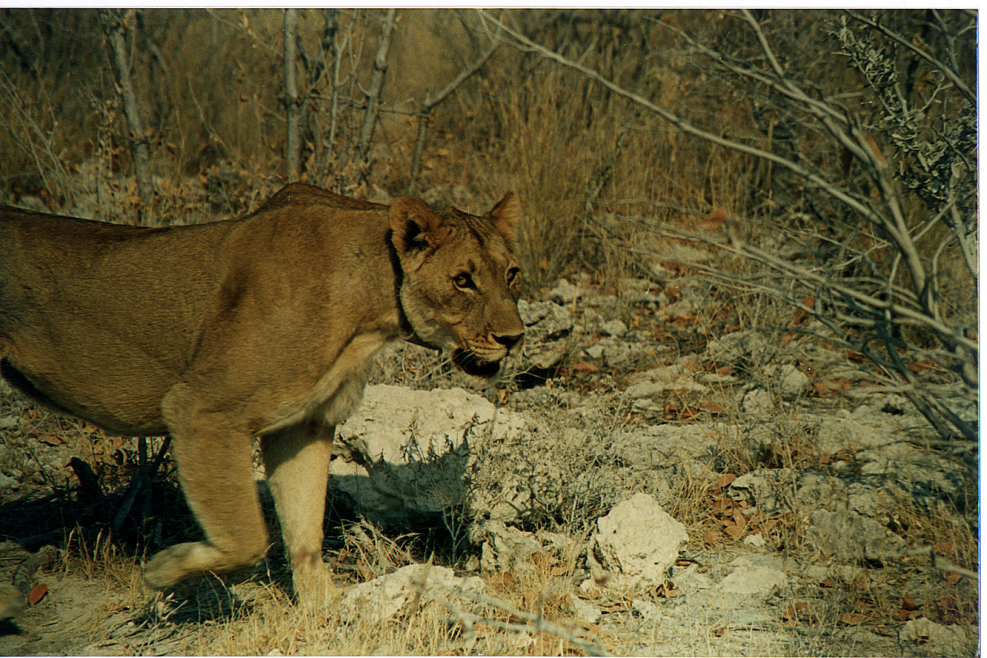 201.jpg, Etosha National Park