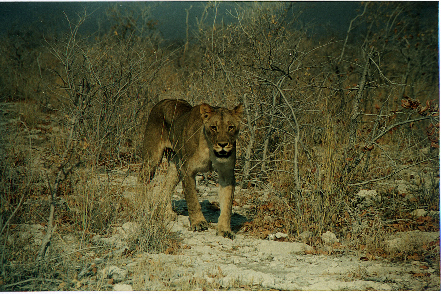 202.jpg, Etosha National Park