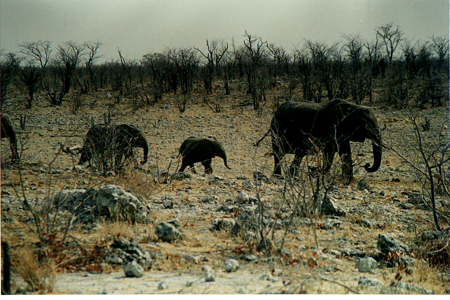 207.jpg, Etosha National Park