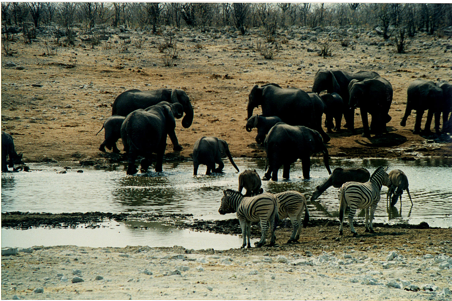 215.jpg, Etosha National Park