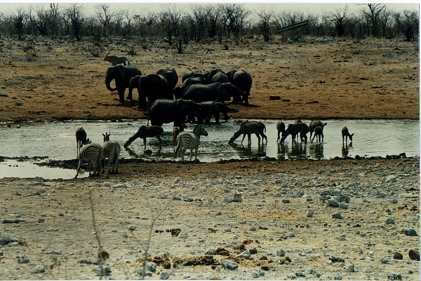 218.jpg, Etosha National Park