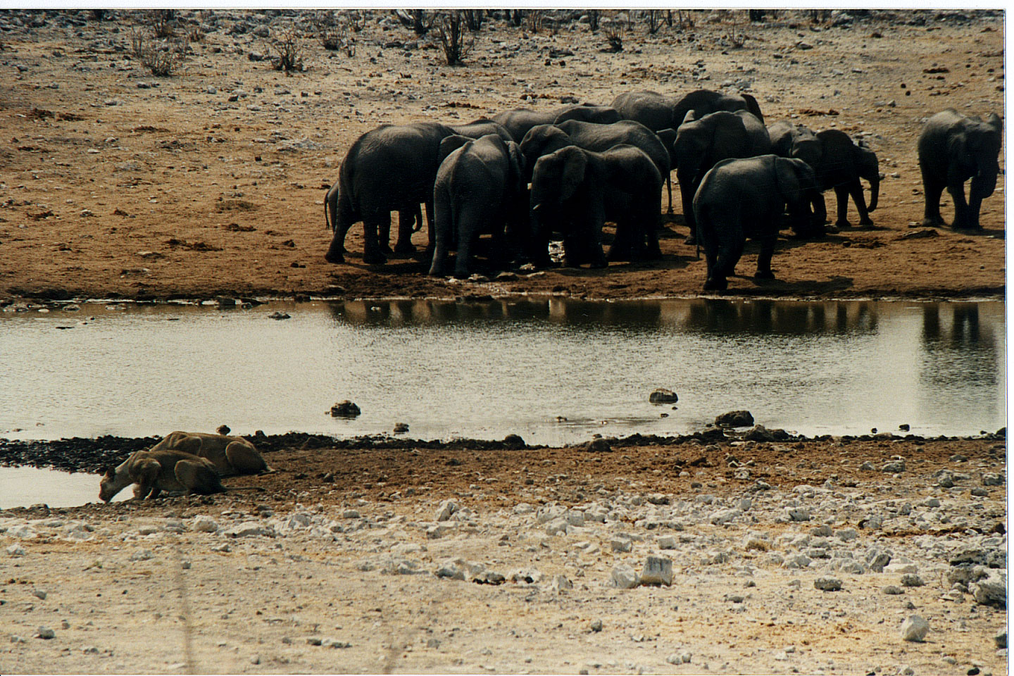 225.jpg, Etosha National Park