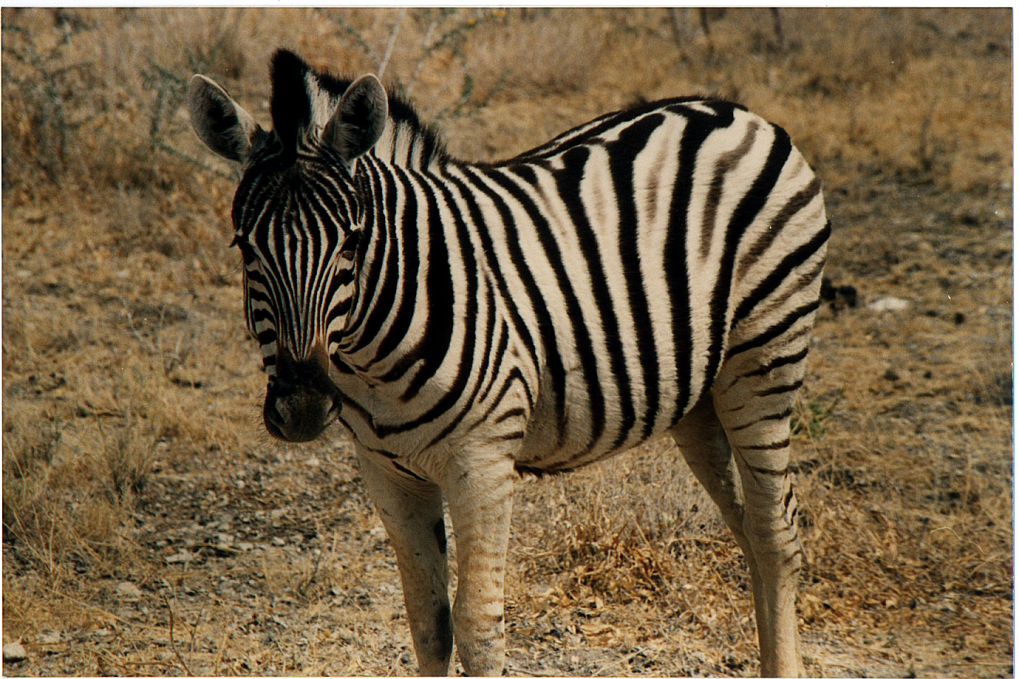 228.jpg, Etosha National Park