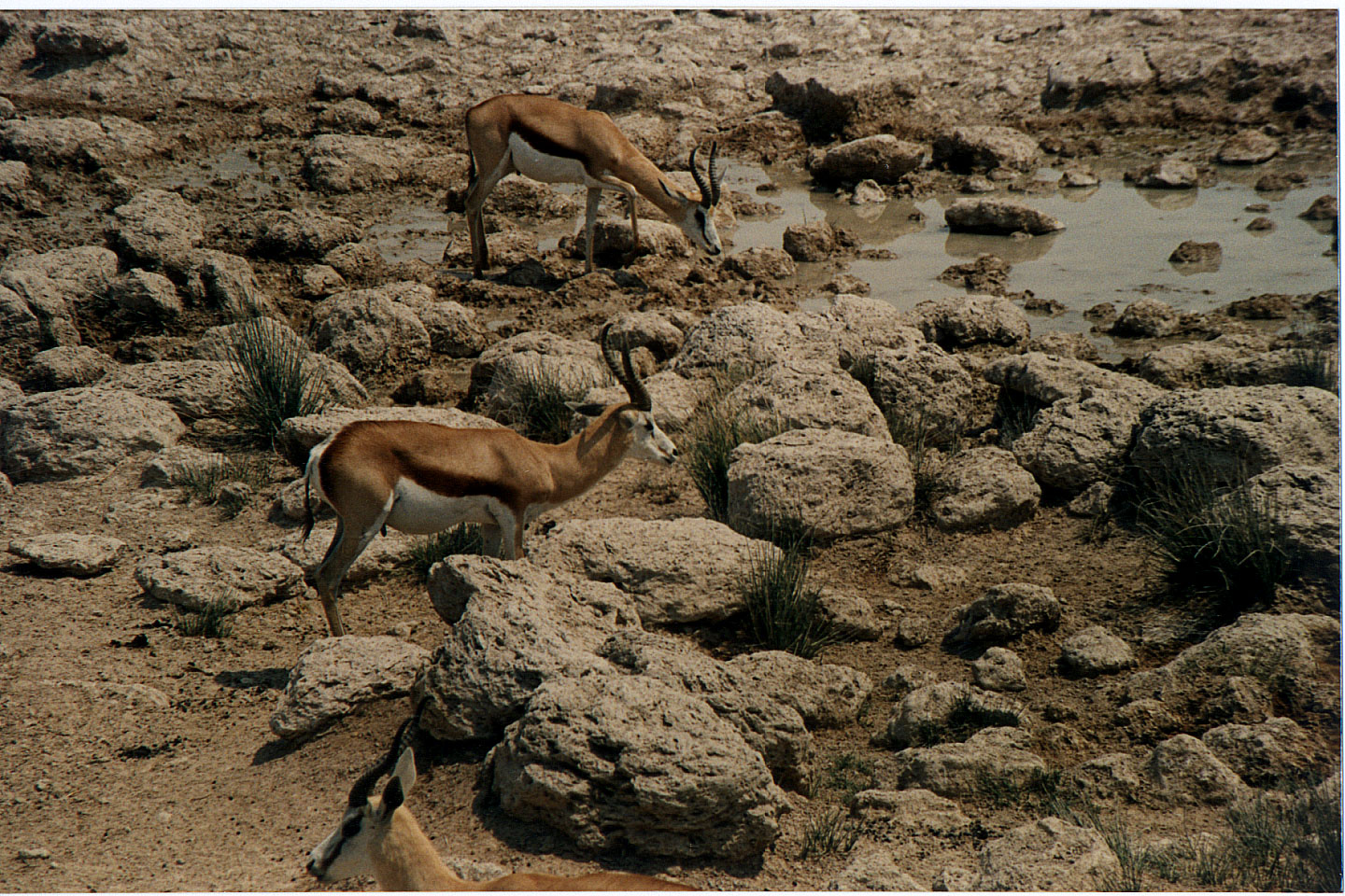 238.jpg, Etosha National Park