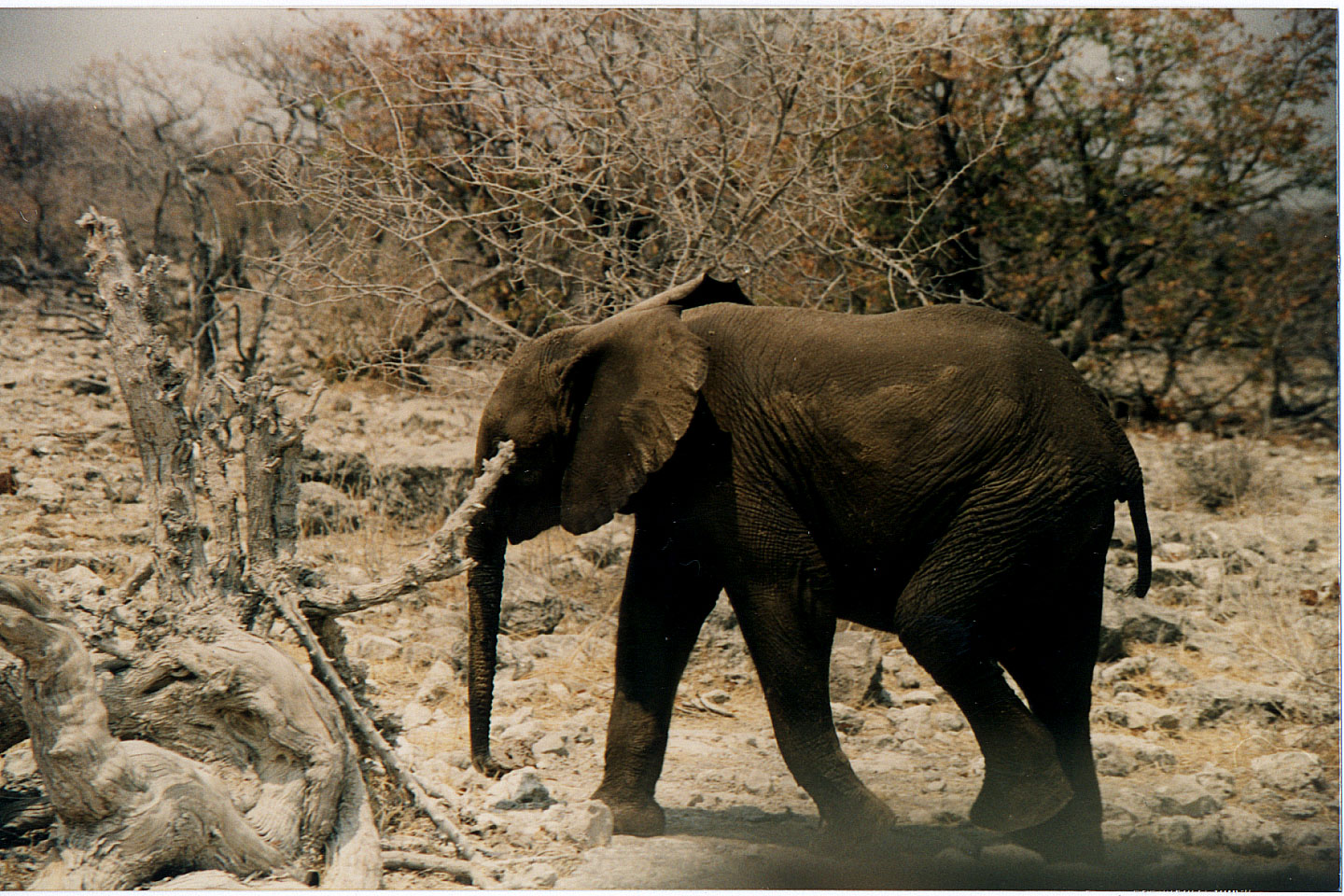 242.jpg, Etosha National Park