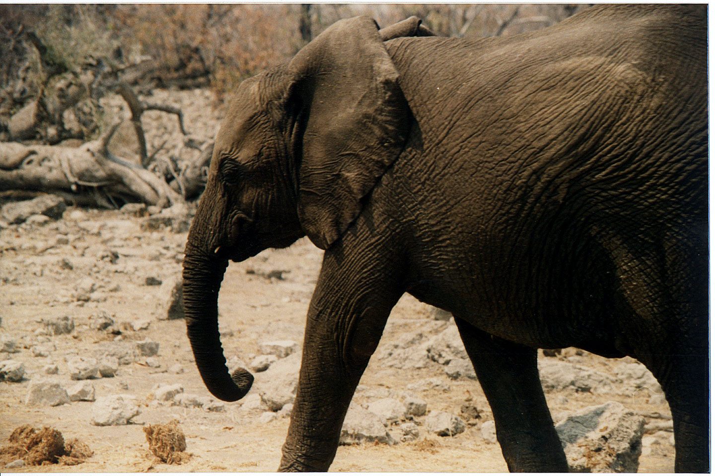 245.jpg, Etosha National Park