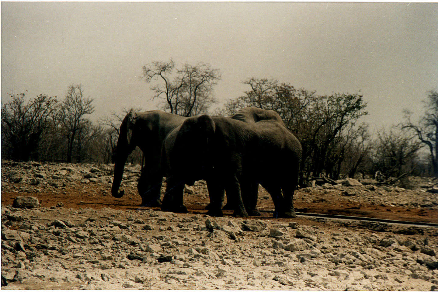 251.jpg, Etosha National Park