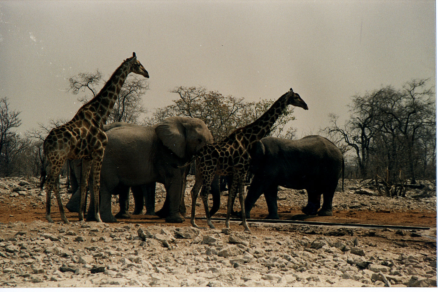 254.jpg, Etosha National Park