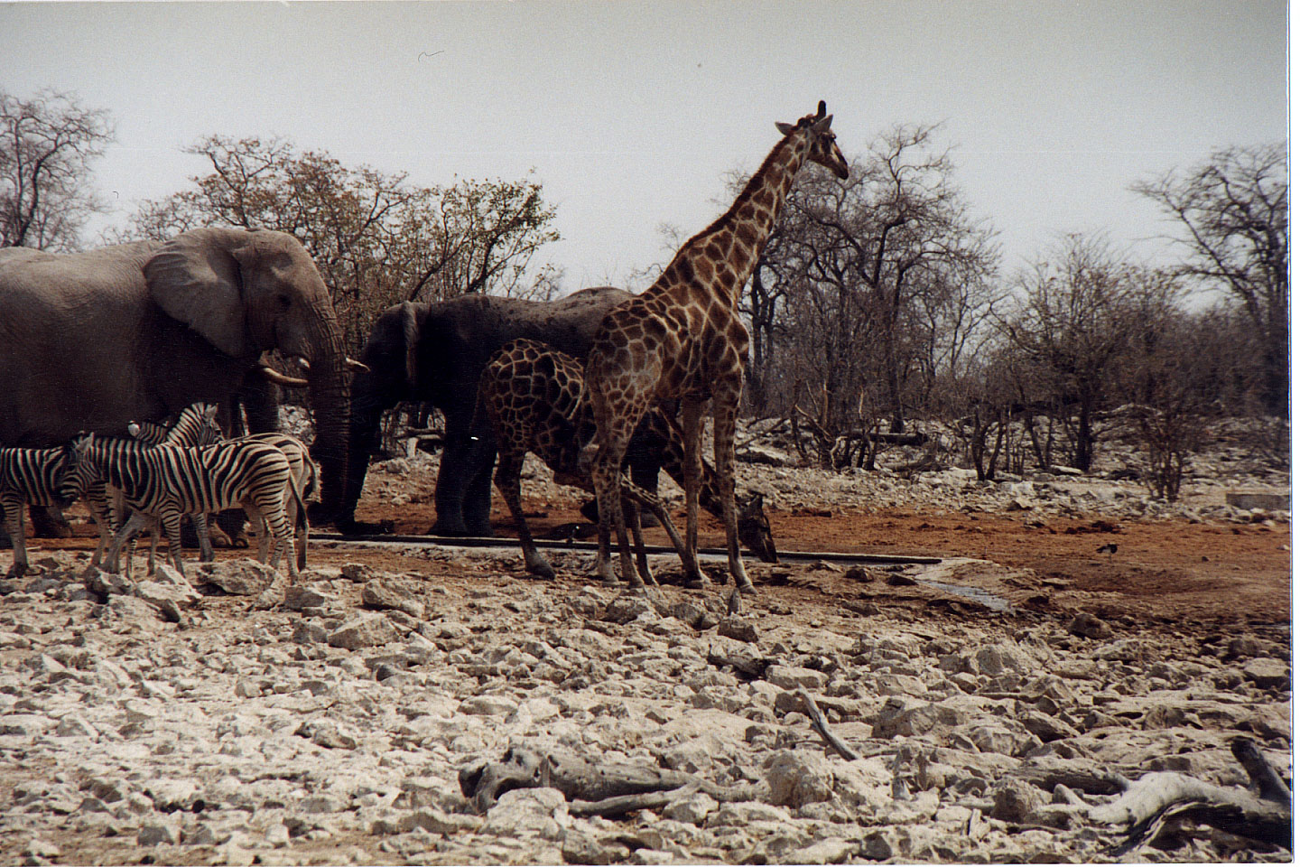 257.jpg, Etosha National Park