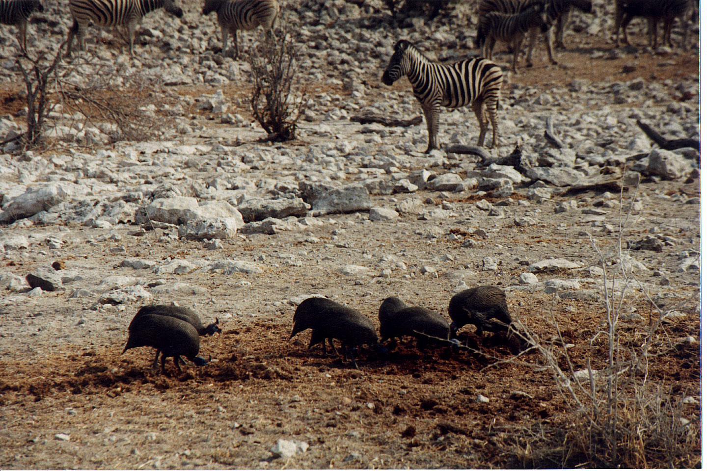 261.jpg, Etosha National Park