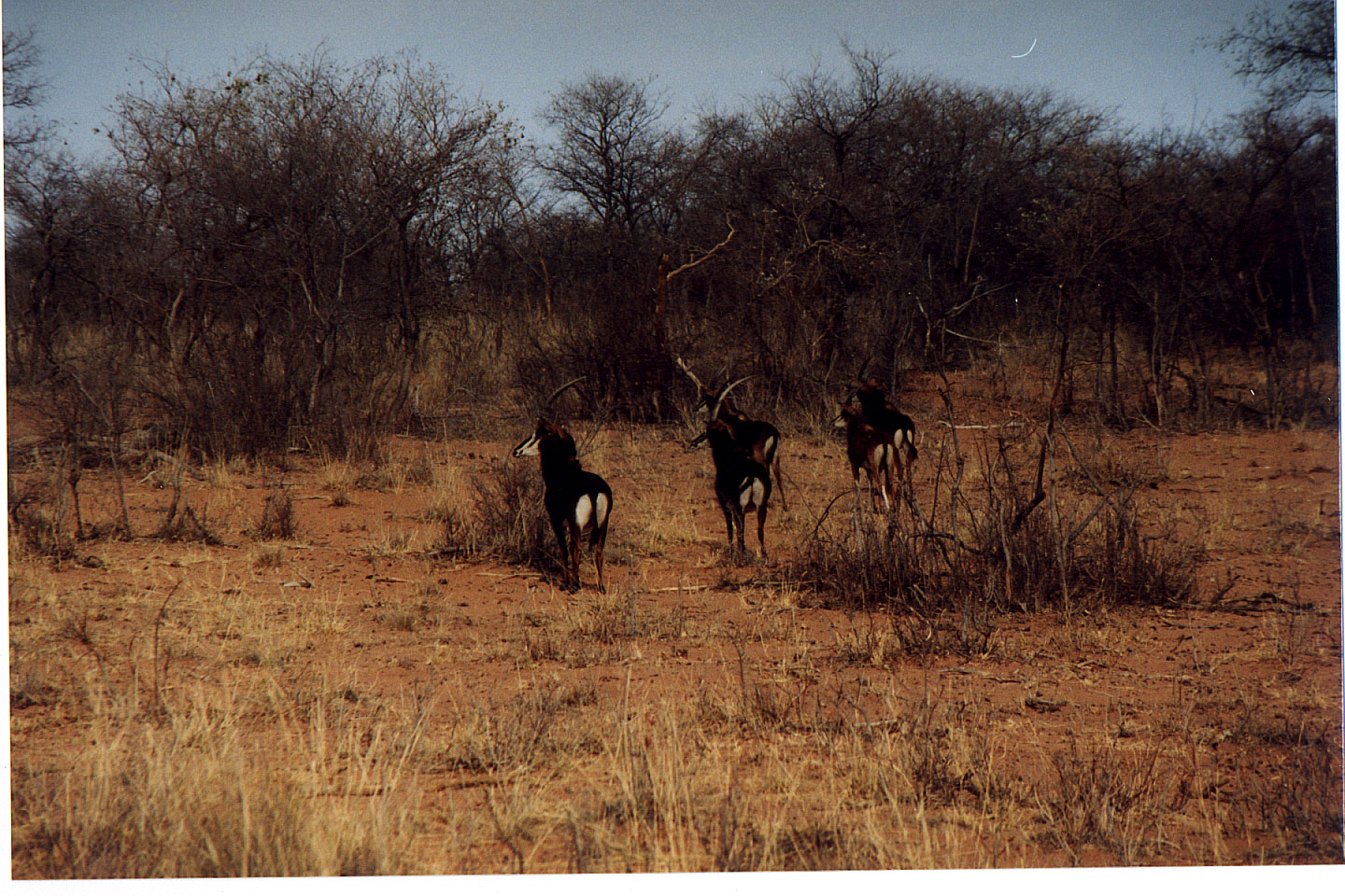 276.jpg, Waterberg Plateau