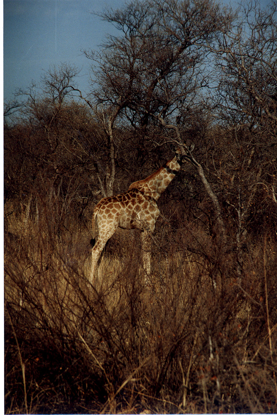 279.jpg, Waterberg Plateau