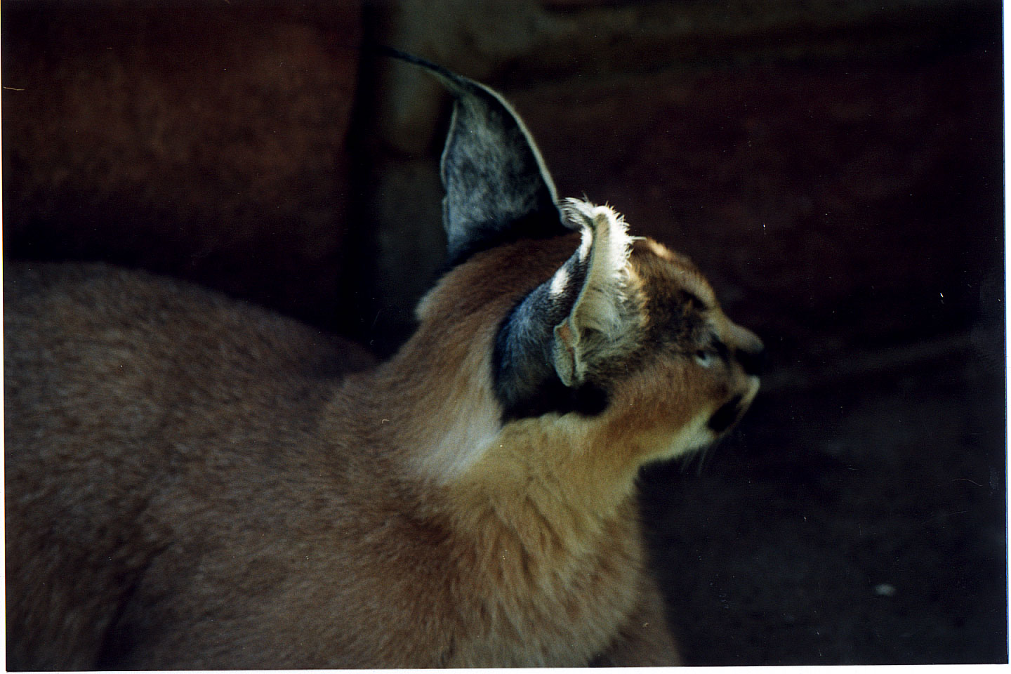 284.jpg, Lynx
Okonjima Guest Farm