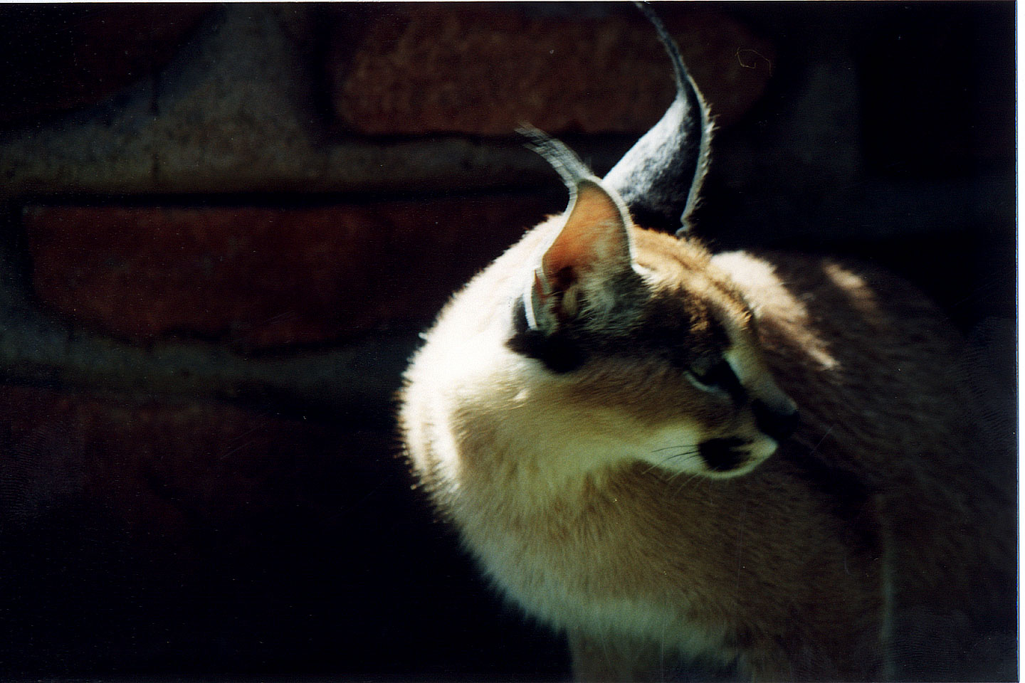 285.jpg, Lynx
Okonjima Guest Farm