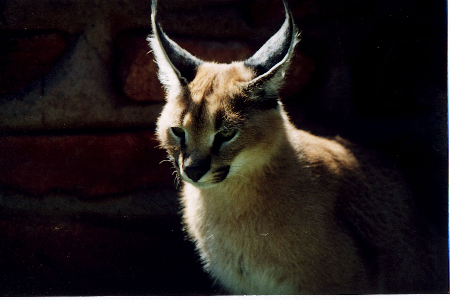 286.jpg, Lynx
Okonjima Guest Farm