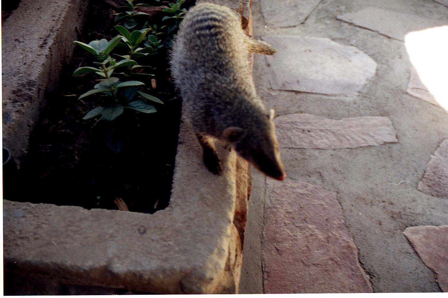 287.jpg, Mongoose
Okonjima Guest Farm