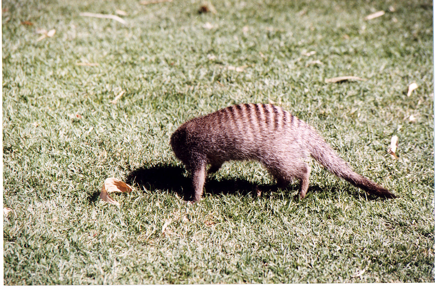 288.jpg, Mongoose
Okonjima Guest Farm