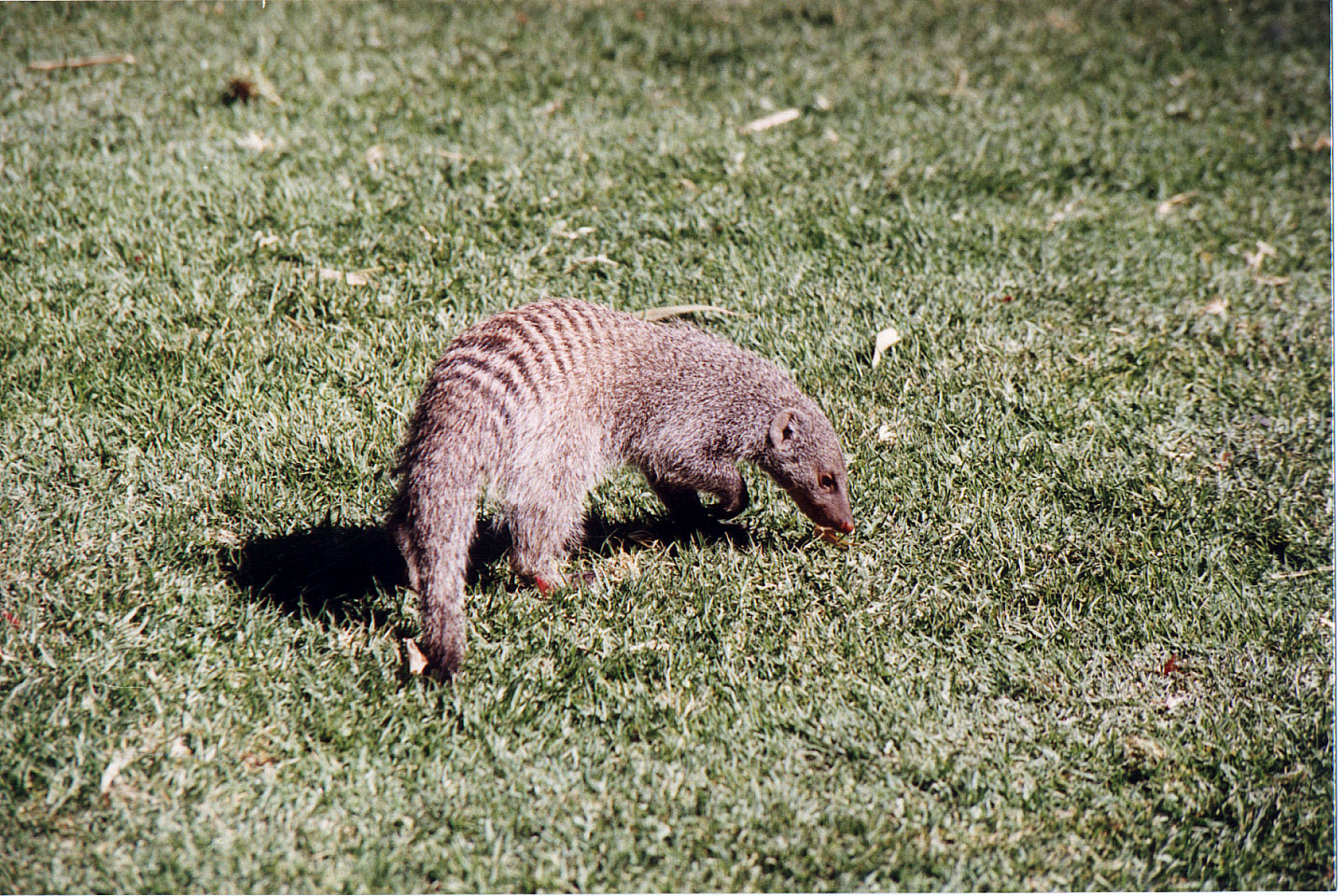 289.jpg, Mongoose
Okonjima Guest Farm